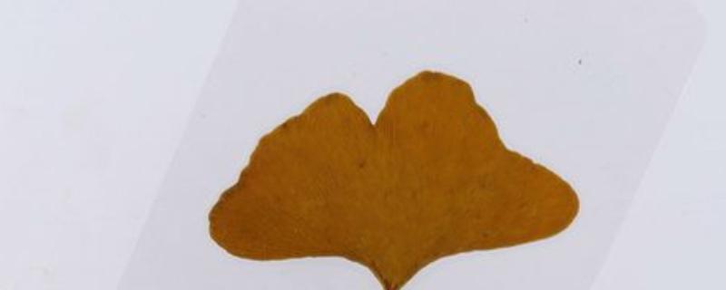 怎么制作植物标本，清理后放在草纸上并用夹板固定