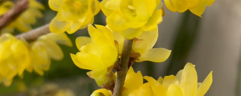 腊梅花的开放时间，花期为11月份中旬至翌年3月份