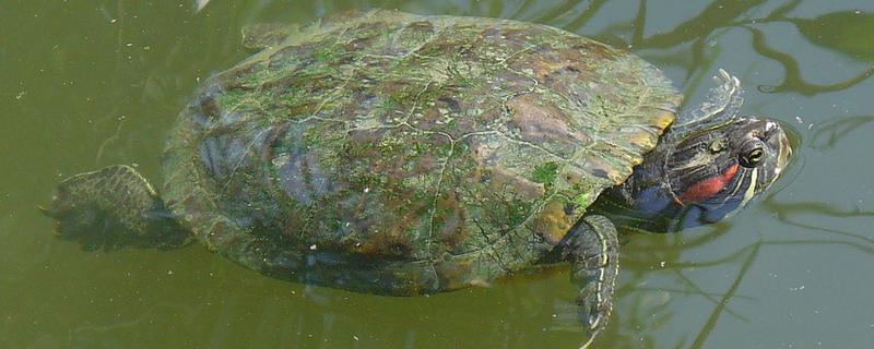 巴西红耳龟的下蛋时间,交配后会在5-8月份产蛋