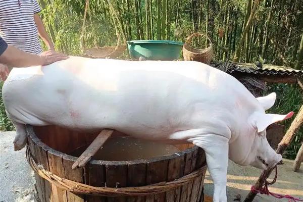 把猪养到200斤要多久，一般需耗时6个月左右