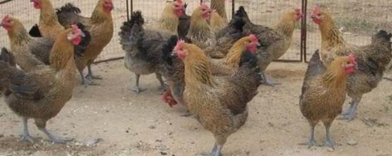 青脚麻鸡可以长到什么程度，成年母鸡可达到1700克左右