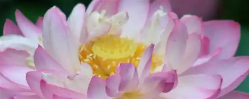 莲花的开放时间，大多为7-8月份