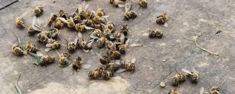 蜜蜂农药中毒有什么症状，有机磷农药中毒会出现身体湿润、腹部膨大等情况
