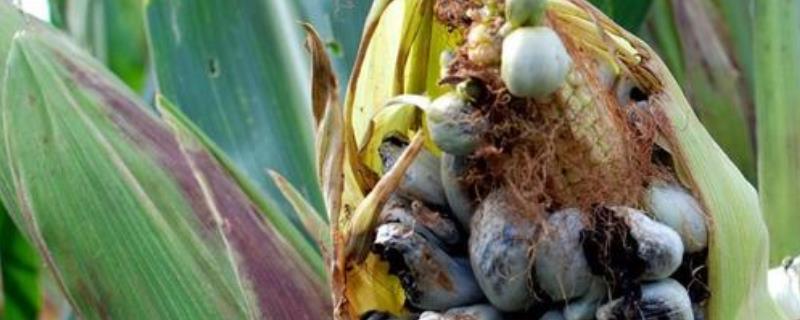 玉米长的瘤状灰包是什么，叫做玉米黑粉菌