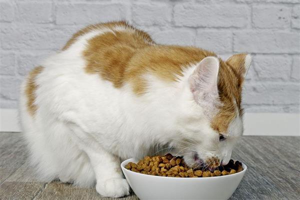 能不能使用塑料材质的猫食盘,长期使用容易导致猫咪黑下巴