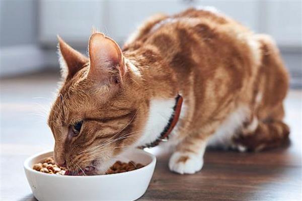 能不能使用塑料材质的猫食盘,长期使用容易导致猫咪黑下巴