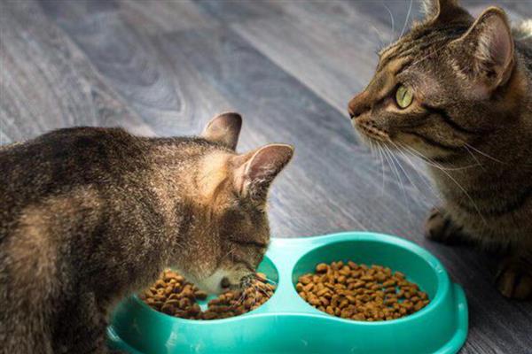 能不能使用塑料材质的猫食盘,长期使用容易导致猫咪黑下巴