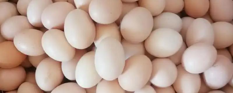 土鸡蛋和普通鸡蛋有什么区别，前者壳厚且硬、后者壳薄且脆