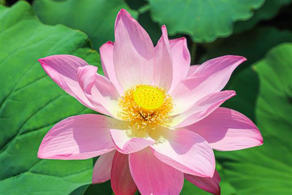 莲花的开放时间，大多为7-8月份