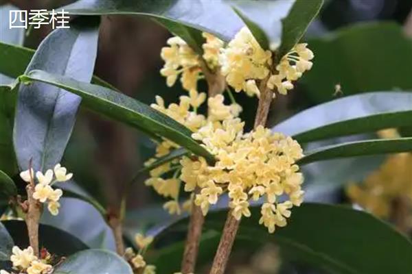 四季桂和金桂的区别，花期、颜色、香味等方面都不同