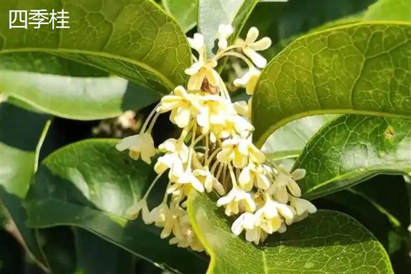 四季桂和金桂的区别，花期、颜色、香味等方面都不同