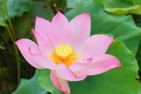 莲花的开放时间，大多为7-8月份