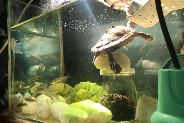 地图龟能不能用深水养，长大后再慢慢加深水位