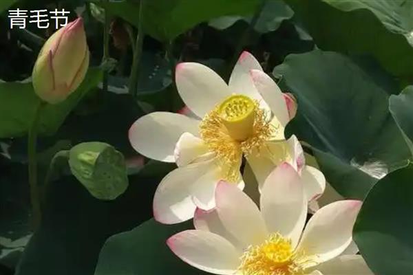 莲花的开放时间，大多为7-8月份