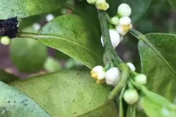 柑橘花蕾蛆的危害症状，会导致花蕾没办法开放