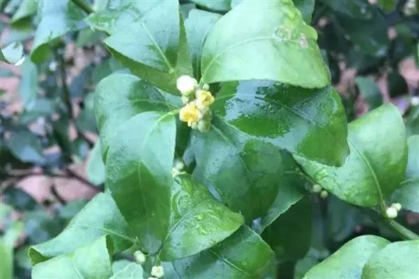 柑橘花蕾蛆的危害症状，会导致花蕾没办法开放