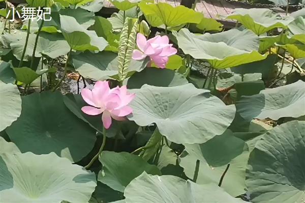 莲花的开放时间，大多为7-8月份