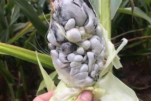 玉米长的瘤状灰包是什么,叫做玉米黑粉菌