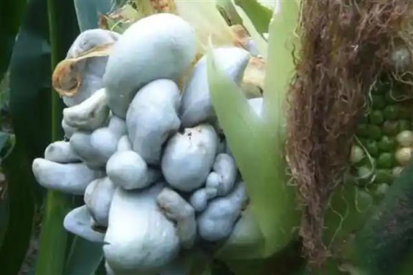 玉米长的瘤状灰包是什么,叫做玉米黑粉菌