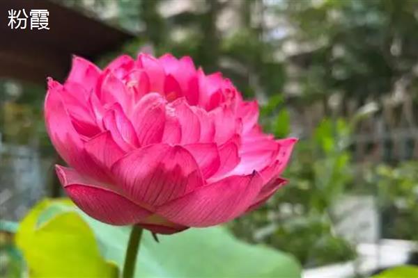 莲花的开放时间，大多为7-8月份