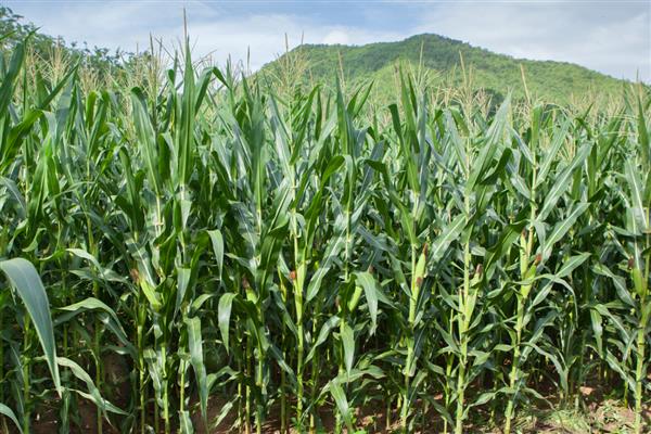 玉米长的瘤状灰包是什么,叫做玉米黑粉菌