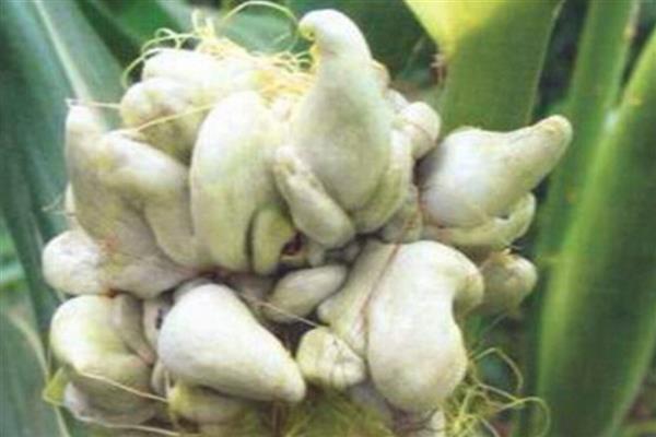 玉米长的瘤状灰包是什么,叫做玉米黑粉菌