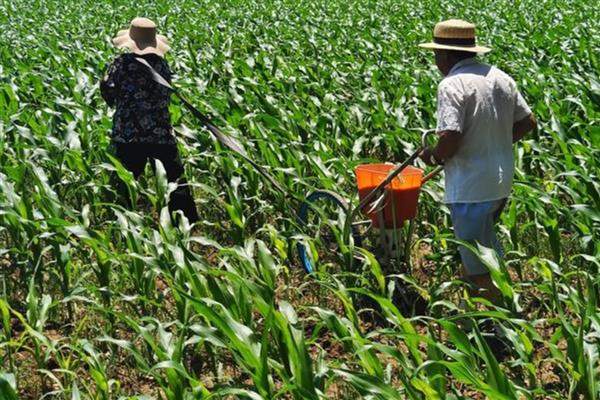 玉米长的瘤状灰包是什么,叫做玉米黑粉菌