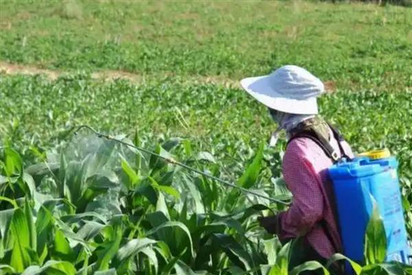 玉米长的瘤状灰包是什么,叫做玉米黑粉菌