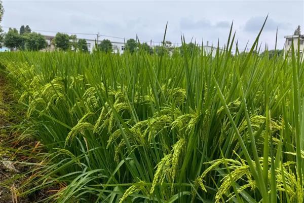 水稻灌浆期需要多久，需要10-15天左右