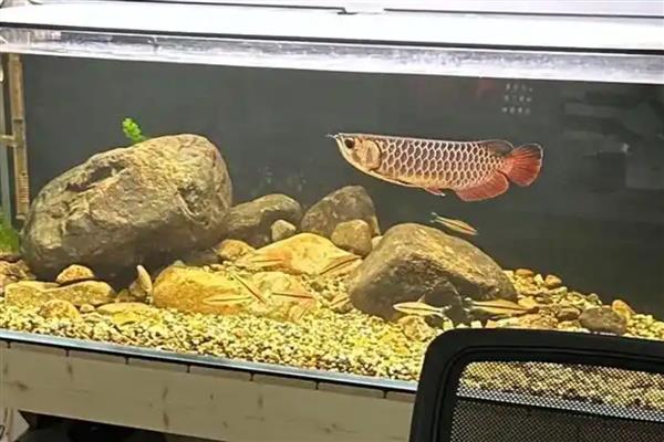 金龙鱼怎么养，换水不需要太勤