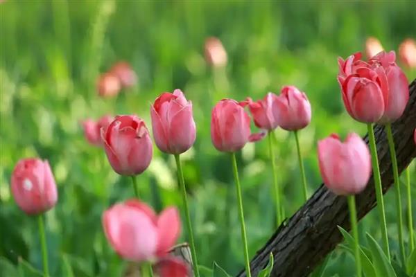 高贵优雅的花卉有哪些，常见郁金香、睡莲、牡丹等品种