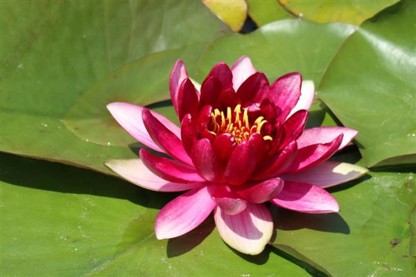 高贵优雅的花卉有哪些，常见郁金香、睡莲、牡丹等品种