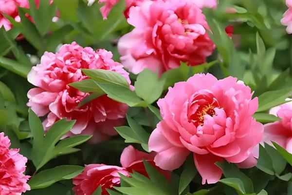 高贵优雅的花卉有哪些，常见郁金香、睡莲、牡丹等品种