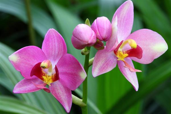 高贵优雅的花卉有哪些，常见郁金香、睡莲、牡丹等品种