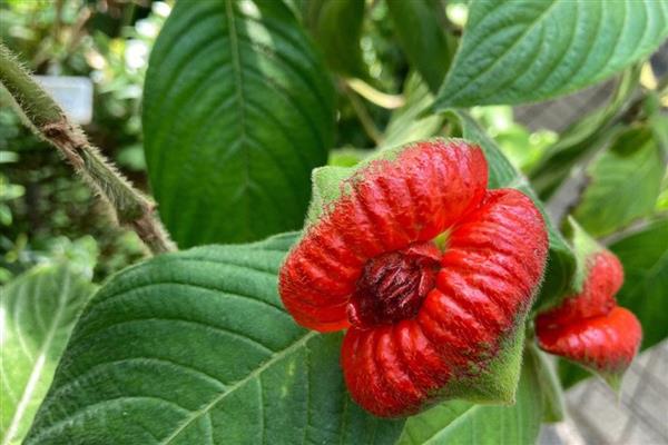 高贵优雅的花卉有哪些，常见郁金香、睡莲、牡丹等品种