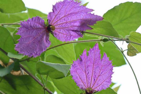 高贵优雅的花卉有哪些，常见郁金香、睡莲、牡丹等品种