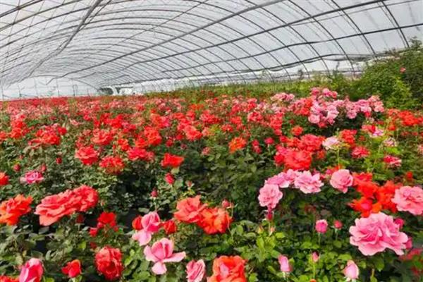 玫瑰的花期，在5-6月份