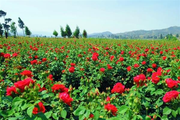 玫瑰的花期，在5-6月份