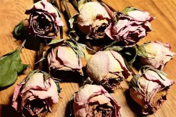 玫瑰的花期，在5-6月份