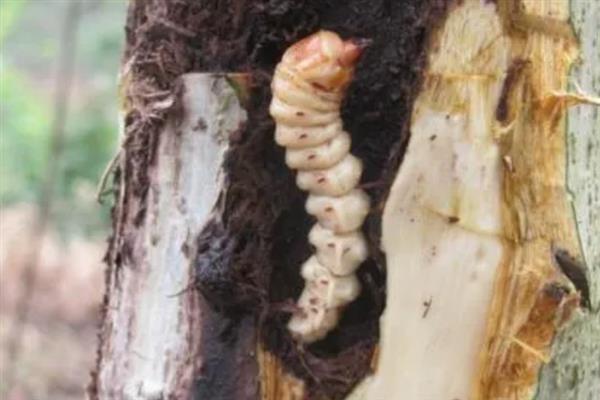 云斑天牛和柑橘星天牛的区别，前者呈黑褐色至黑色、后者呈漆黑色且富有光泽