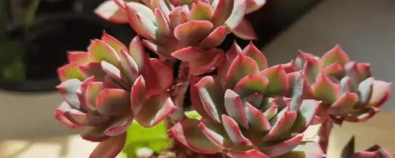 绮罗多肉是用深盆还是浅盆，种植初期可以用浅盆