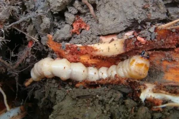 云斑天牛和柑橘星天牛的区别，前者呈黑褐色至黑色、后者呈漆黑色且富有光泽