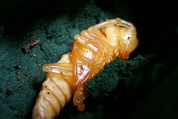 云斑天牛和柑橘星天牛的区别，前者呈黑褐色至黑色、后者呈漆黑色且富有光泽
