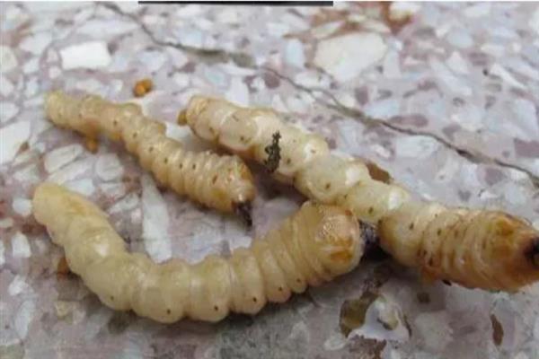 云斑天牛和柑橘星天牛的区别，前者呈黑褐色至黑色、后者呈漆黑色且富有光泽