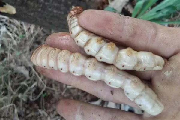 云斑天牛和柑橘星天牛的区别，前者呈黑褐色至黑色、后者呈漆黑色且富有光泽
