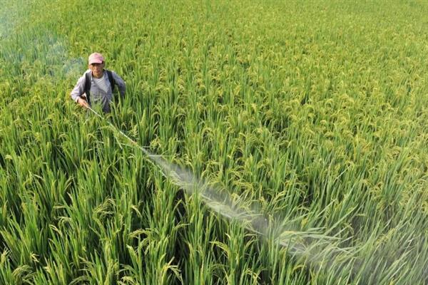 防治稻田稗草用哪种药,丙草胺、丁草胺、双草醚等药物都是适宜选择
