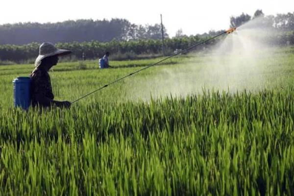 防治稻田稗草用哪种药,丙草胺、丁草胺、双草醚等药物都是适宜选择