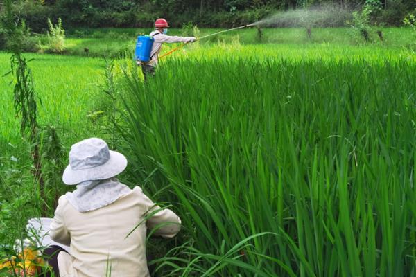 防治稻田稗草用哪种药,丙草胺、丁草胺、双草醚等药物都是适宜选择