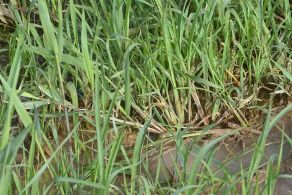 防治稻田稗草用哪种药,丙草胺、丁草胺、双草醚等药物都是适宜选择