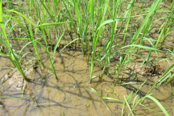 防治稻田稗草用哪种药,丙草胺、丁草胺、双草醚等药物都是适宜选择